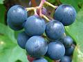 2013-1008-1425_Grapes_18,8C